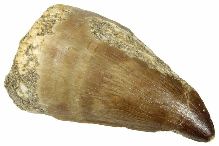 Fossil Mosasaur (Prognathodon) Tooth - Morocco #326449